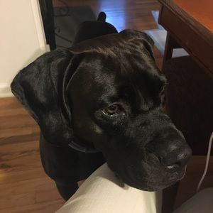 Meet your Posher, Susan